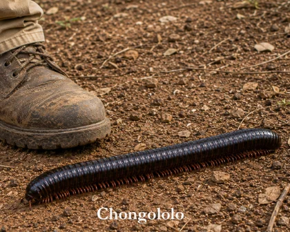 A chongololo