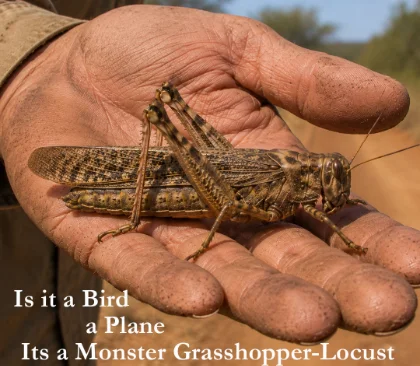 Locust